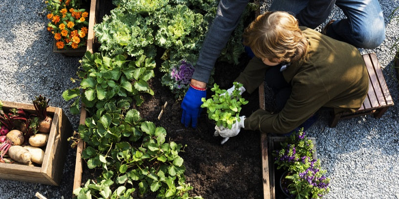 How to Make the Most of a Small Garden