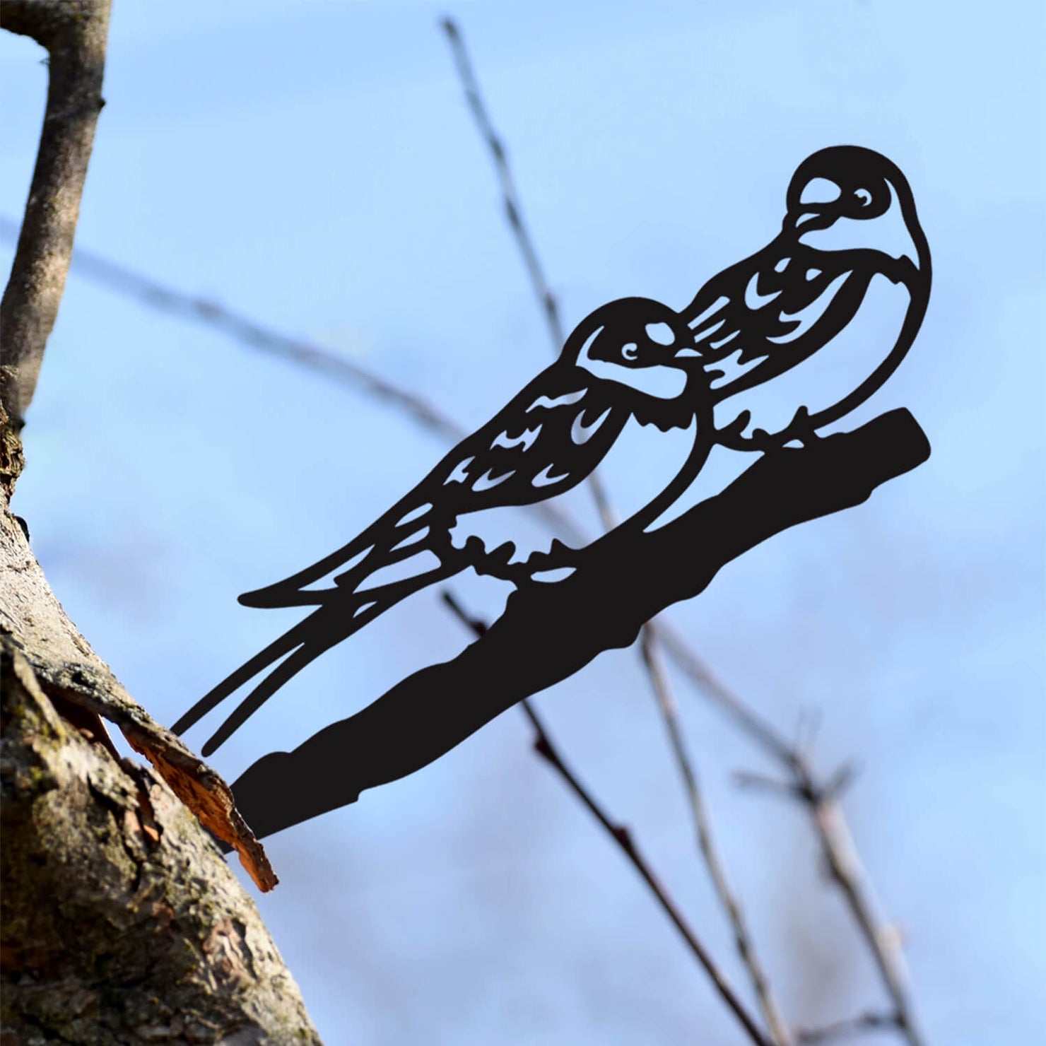 Birds of a Feather: Swallows